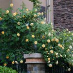 Ruža popínavá (Rosa rampicante) ´GOLDEN GATE®´ - výška 170-190 cm, kont C5L
